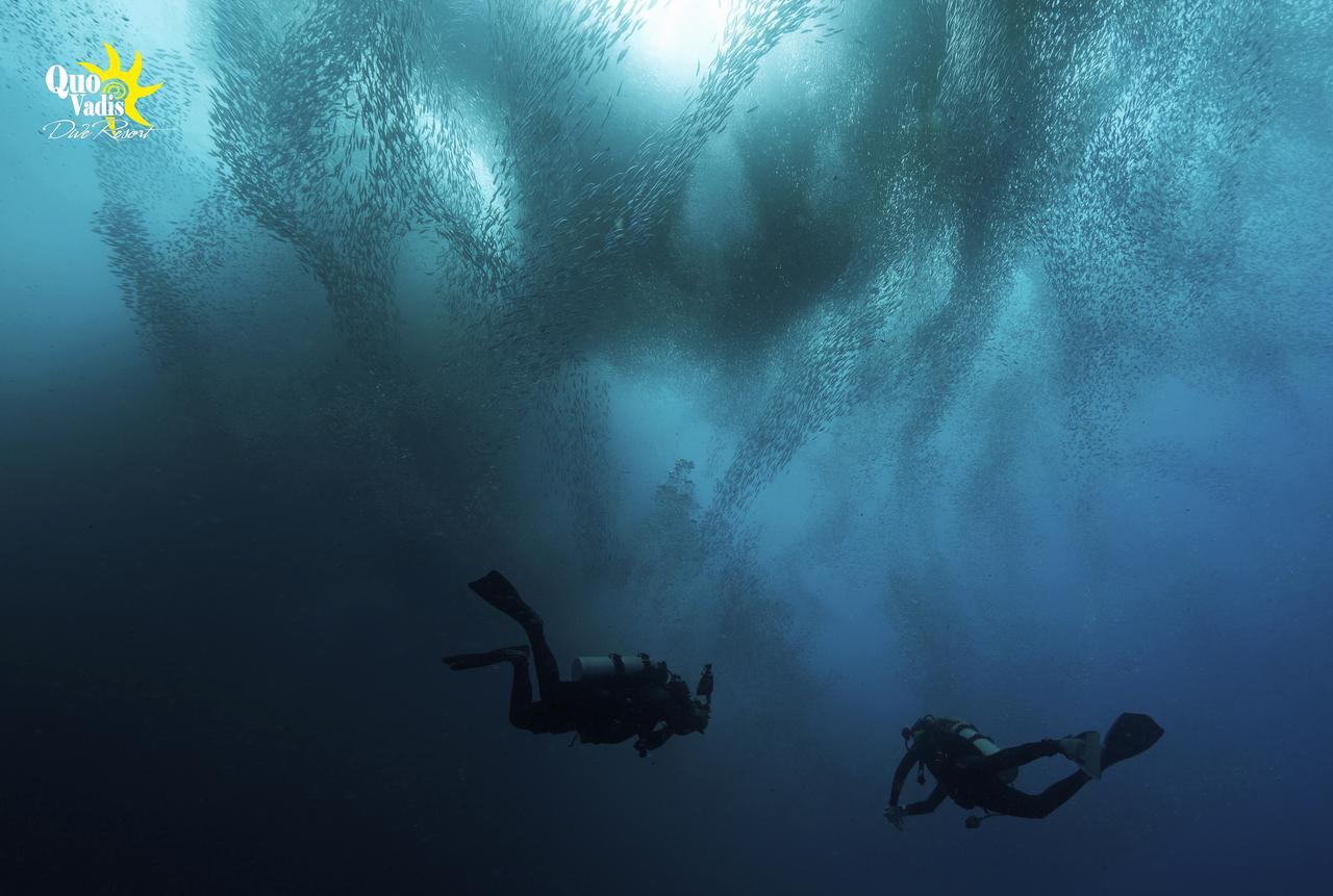 Quo Vadis Dive Resort Moalboal Εξωτερικό φωτογραφία
